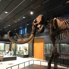 Zoological museum of the university of Zurich