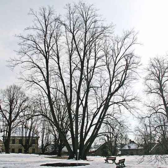 Šestikmenná lípa v Zámrsku