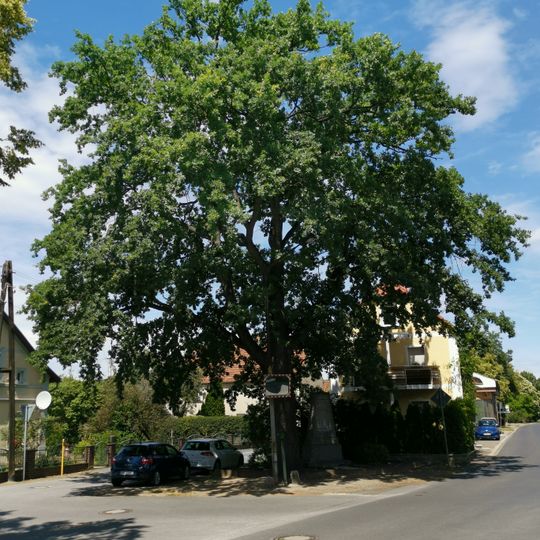 Naturdenkmal Stieleiche neben dem Kriegerdenkmal in Burkersdorf
