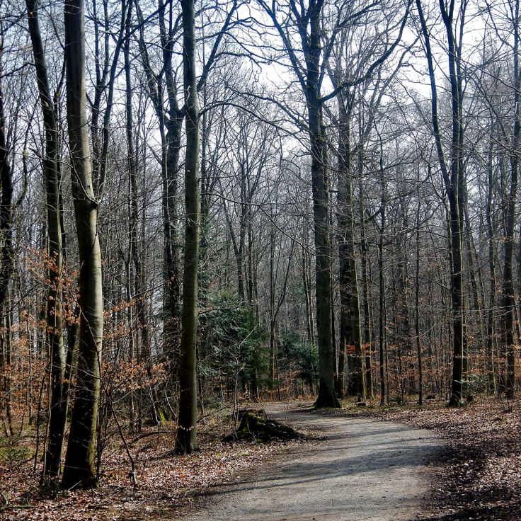 Frankenweg Trail