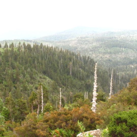 Alerce Costero National Park