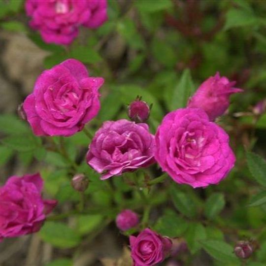 Rosaleda Dot y Camprubí