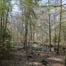 Erlenbruch Wieser Holz