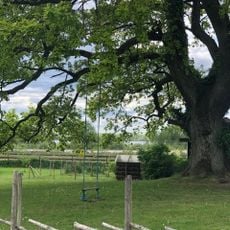 En ek, Sånnaböke 1:181