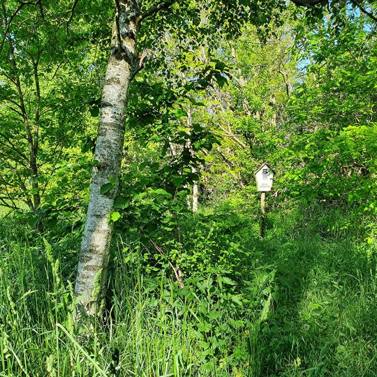 Birkenwäldchen am Müncherteich