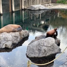 Harbor seal