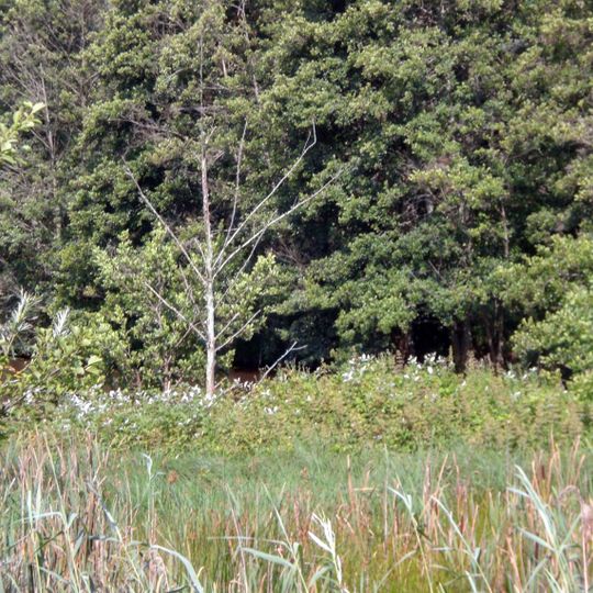 Vermoorungen südlich Allersberg und bei Seligenporten