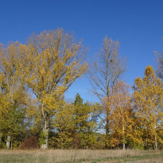 Werra-Altarm bei Schwebda