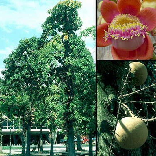 Jardín botánico Nacional de Cuba