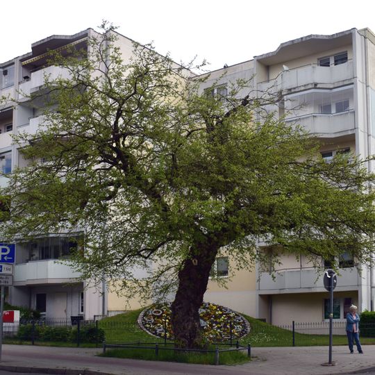 Naturdenkmal Maulbeerbaum  in Erkner