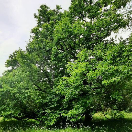 Magnólie v žehušickém parku