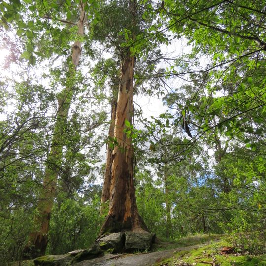 Tree-in-the-Rock, Porongurup National Park