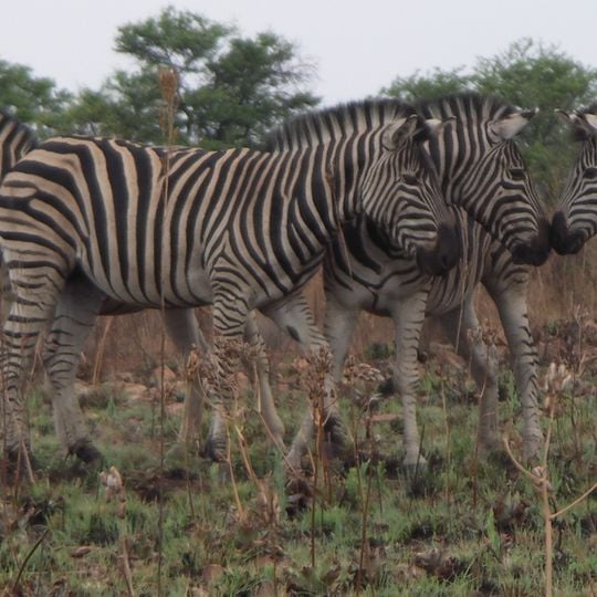 Roodeplaat Nature Reserve