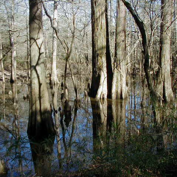 Big Thicket Naturschutzgebiet