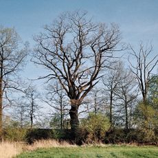 Dub u Kvítkovického rybníka