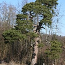 Waldkiefer, sog. "Zigeunerforle"