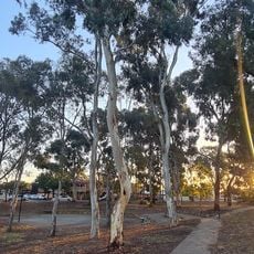 Ferryden Park Reserve