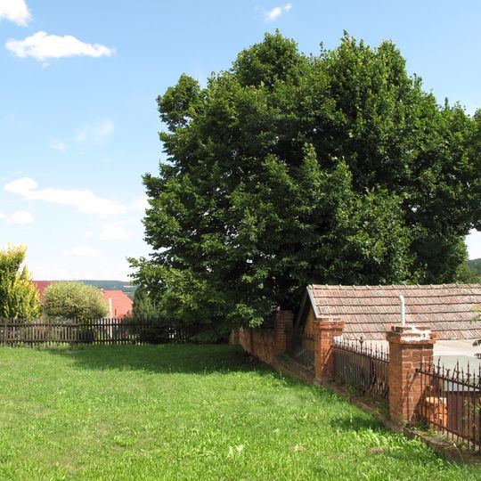 Lípa v Drahoňově Újezdě