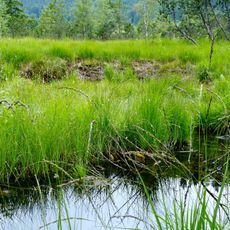 Schutz des Grüntengebietes, des Großen Waldes, der Deutschen Alpenstraße und des Wertachtales
