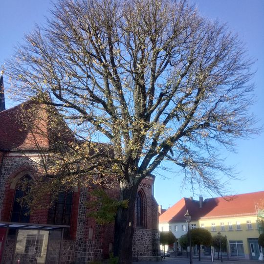 Naturdenkmal Eiche Kirchplatz, an der Ostseite der Kirche in Beelitz
