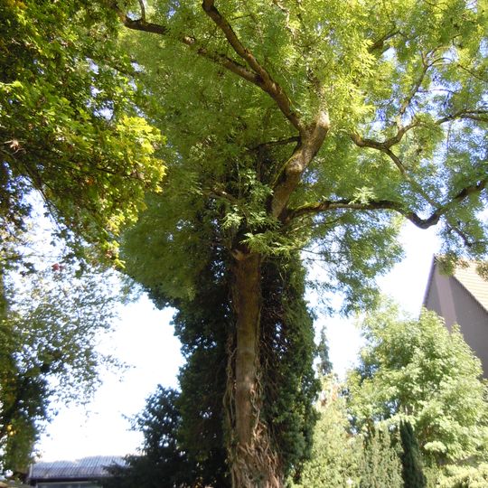 Esche mit Efeu auf dem Friedhof