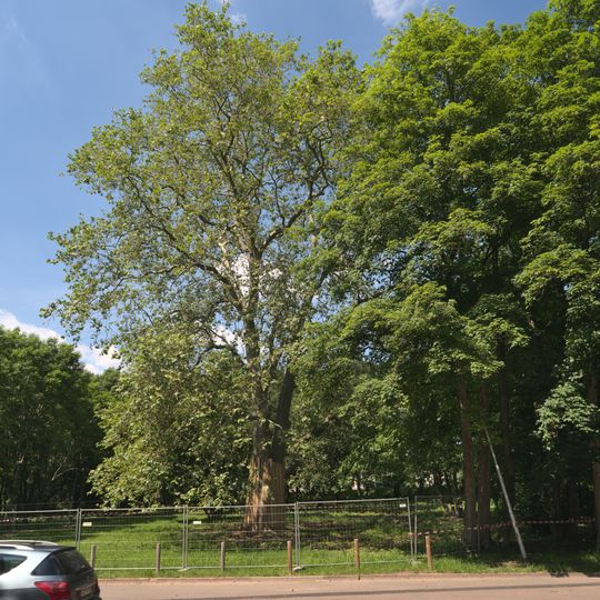 Köllertalstraße Sycamore