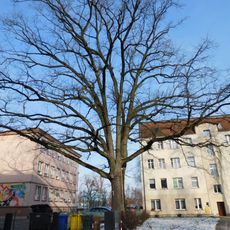 Pomnikowy dąb przy ulicy Kilińskiego 38