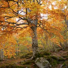 Parque natural del Moncayo