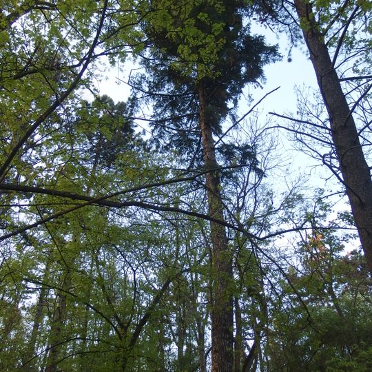 Kadaňská douglaska