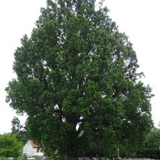 Pyramideneiche von Wernswig