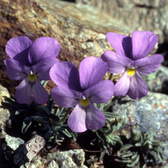 Giardino botanico alpino Valderia