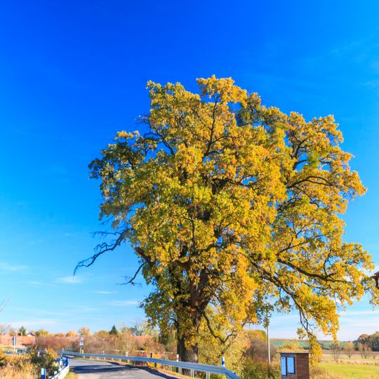 Dub u Čejkova rybníka