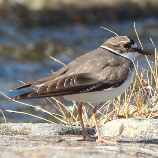 Ongjin Bay Important Bird Area