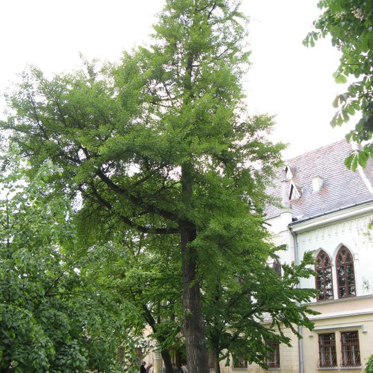 Гінкго дволопатеве