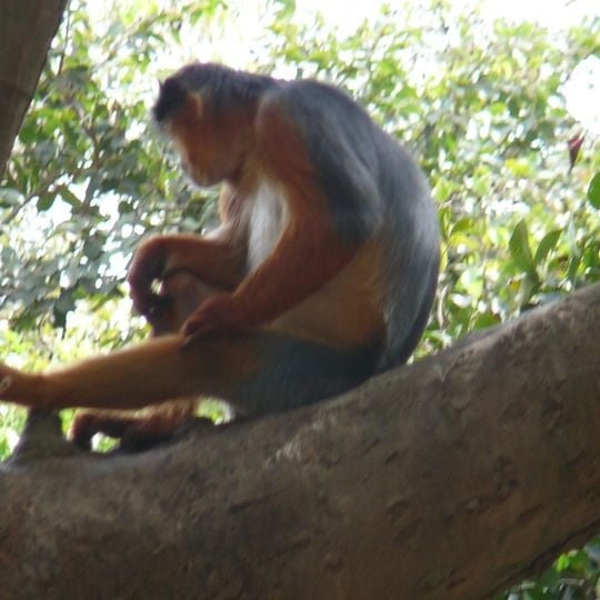 Edumanom Forest Reserve