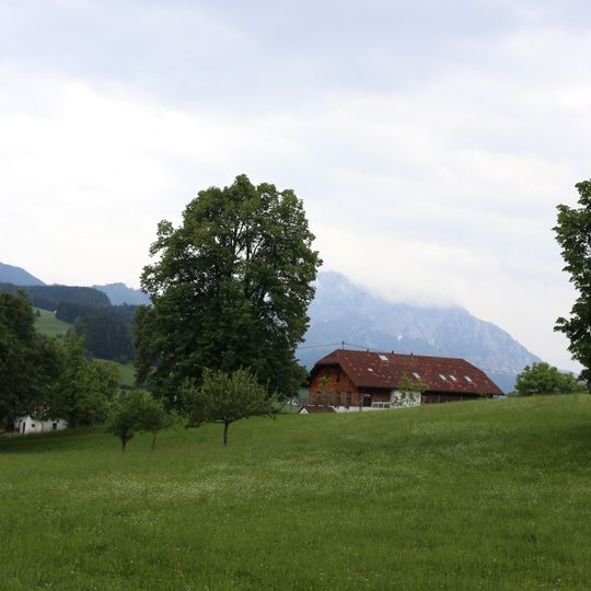 Linde bei der Volksschule Mitterweng