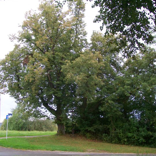 2 Linden mit Holzkreuz