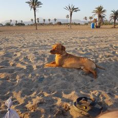 Playa de Las Moreras (Playa Canina)