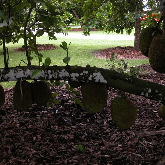 Fruit and Spice Park