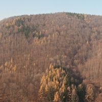 Bielawa