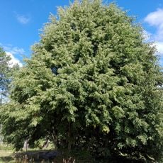 Ülendi linden