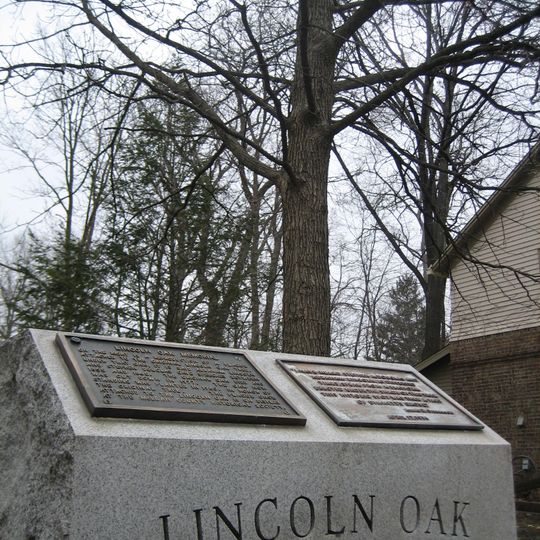 Lincoln Oak