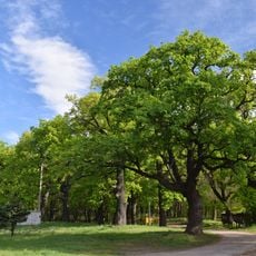 Oaks in Sosnivka Park
