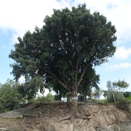 Árvore isolada em Calvário