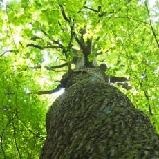 Čertův dub (strom, Choceňsko)