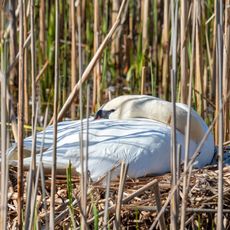 Moorweiher im Aischgrund und in der Grethelmark