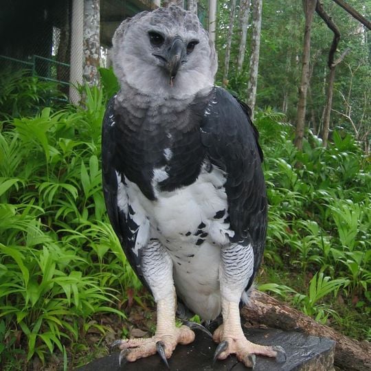 Parque Municipal Summit