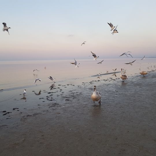 Western coast of the Gulf of Riga