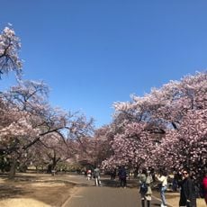 小平中央公園