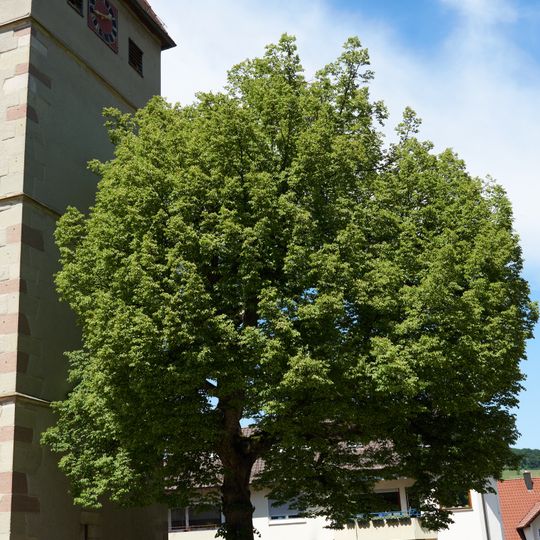 Winterlinde beim Steinreinacher Kirchturm